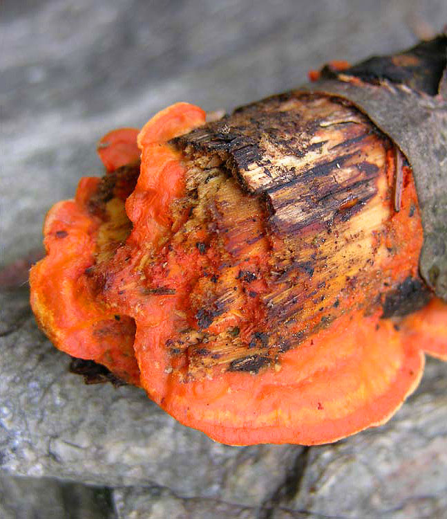 Pycnoporus coccineus (Fr.) Bondartsev & Singer 1941